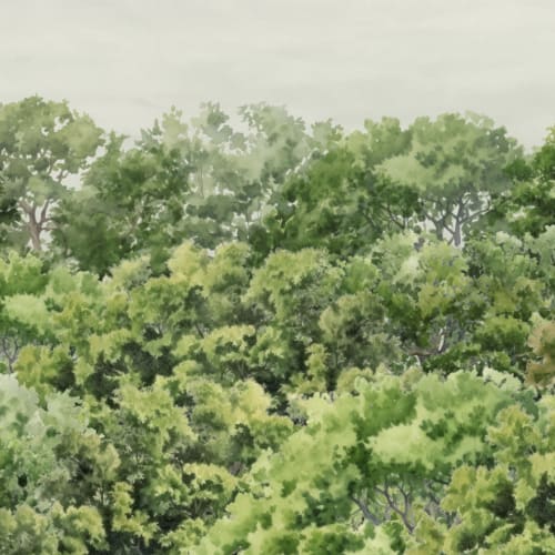 Carta da parati alberi di sicomoro in verde