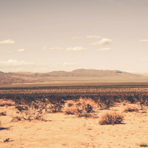 Arid Desert Behang Muurschildering
