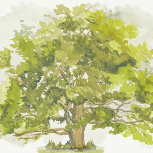 Wasserfarben Fototapete mit Baum in Grün