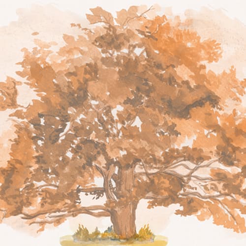 Autumn Oak Tree Wallpaper Mural