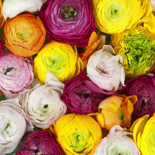Fototapet med blommor i starka färger