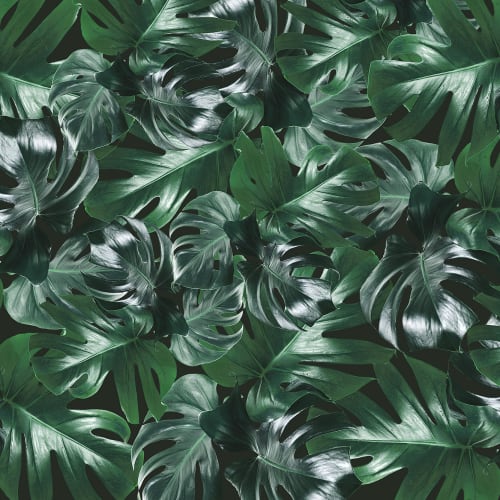 Papier peint feuille