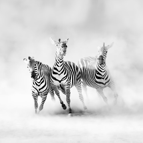 Graphic Zebras