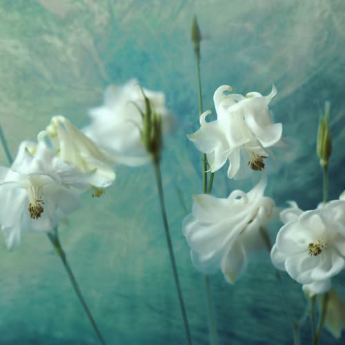 Aquilegia Flower