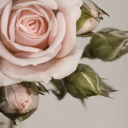 Elegant Pink Petal Rose Wallpaper Mural