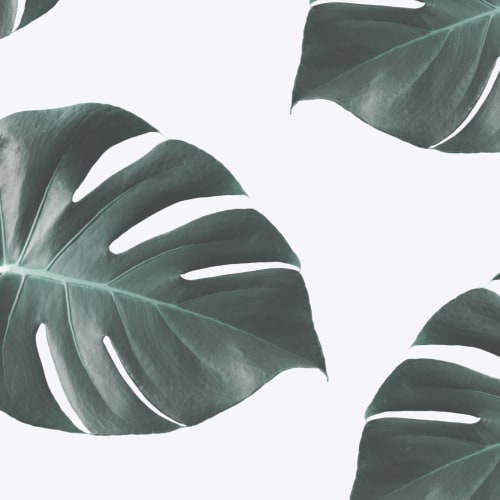 Papier Peint Panoramique avec Feuilles de Monstera Grandes