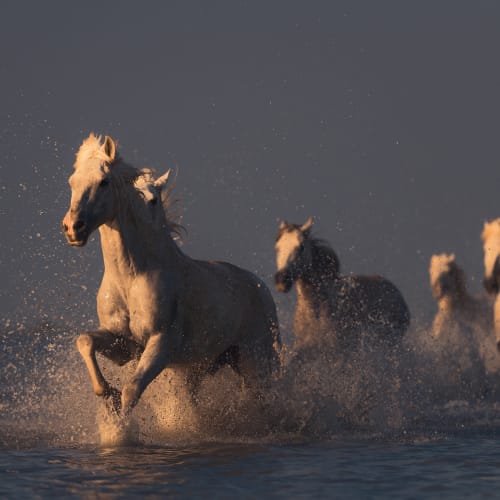 wallpaper beautiful wild horses