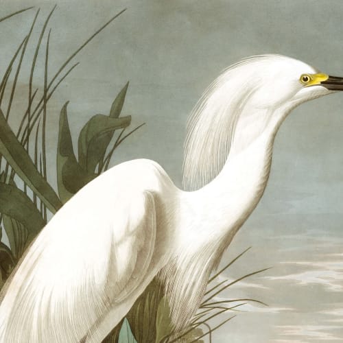 Egret