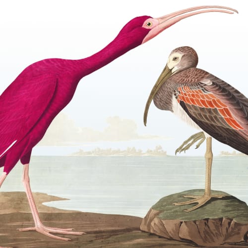 Ibis