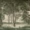 Skog