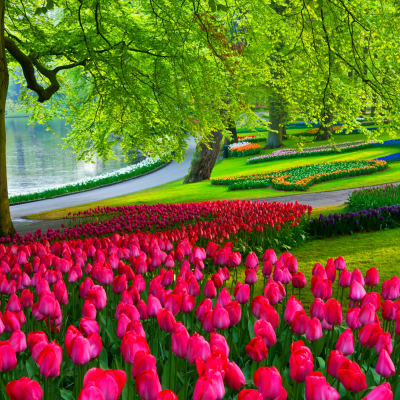 Holland i blomst - Harderwijk