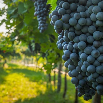 Toscana og Umbrien