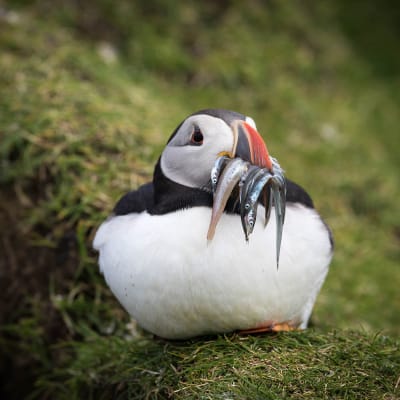 Top-10 over uforglemmelige steder i Norden