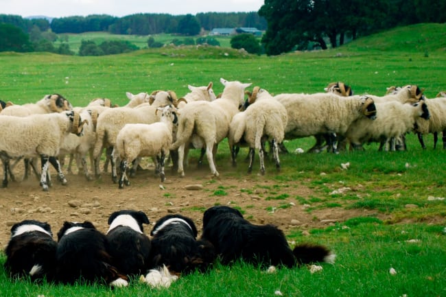 Det skotske højland, Blair Castle og fårehyrde