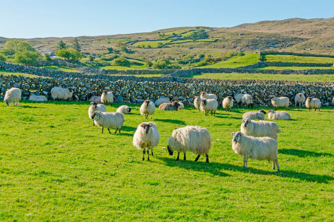 Knock - Irlands hellige by og ankomst til Derry