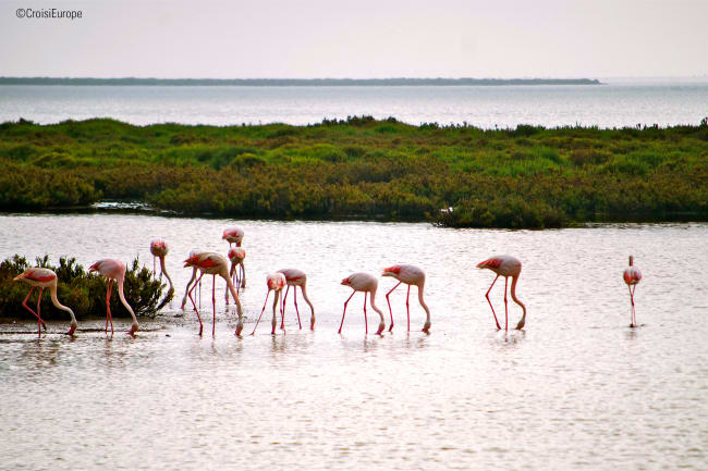 Mulighed for udflugt til Carmague eller afslapning i Arles