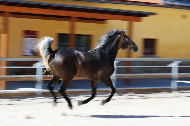 Lippizanerheste og hjemrejse til K�benhavn