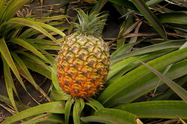 Vulkankrater og ananasplantage (heldagsudflugt - inkluderet)