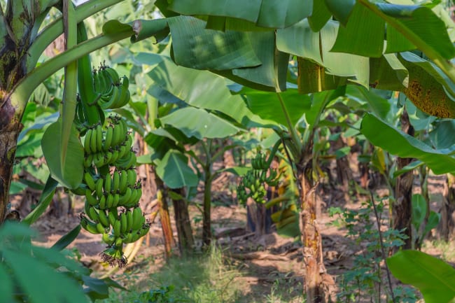 Ho Chi Minh Mausoleum – Banana Island