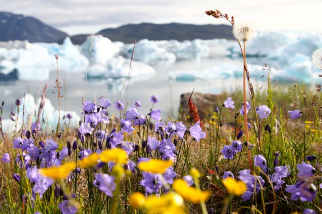 Sejlads på Diskobugten og vandretur til Sermermiut