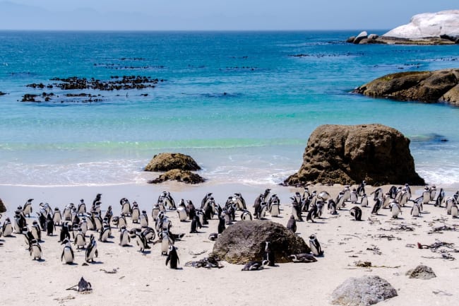 Egen tid eller tilkøbstur til Kap Det Gode Håb