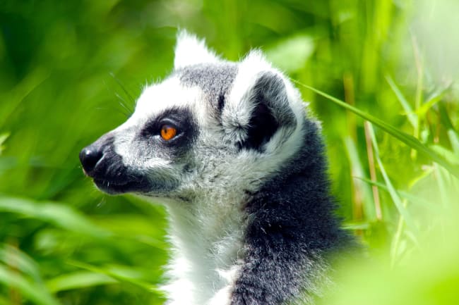 Knuthenborg – Pilen