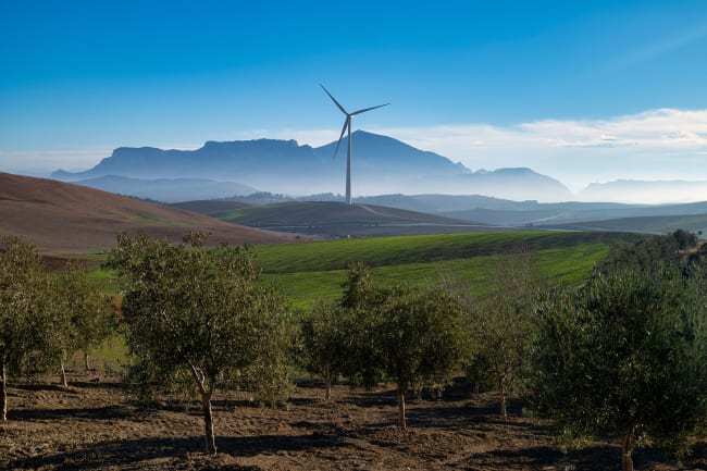 Udflugt p� Andalusiens olivenrute