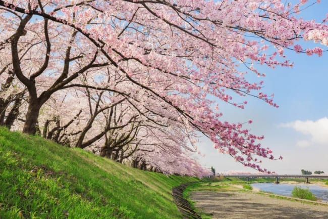 Kakunodate � blomsterrejsens h�jdepunkt