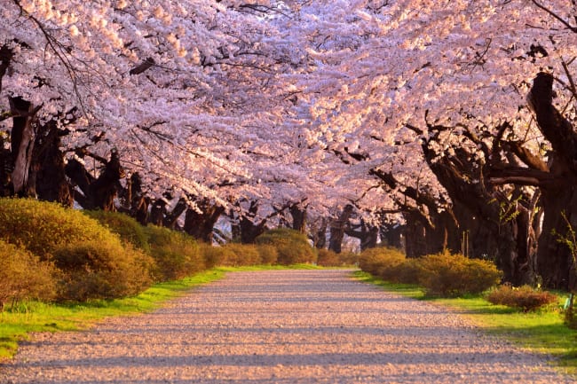 Mod nord � Ichinoseki og kirseb�r i verdensklasse