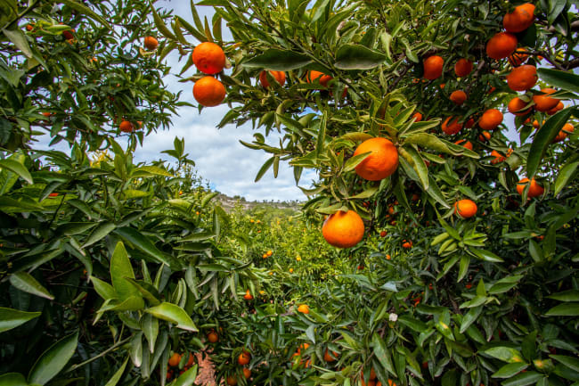 Juanitos appelsinplantage