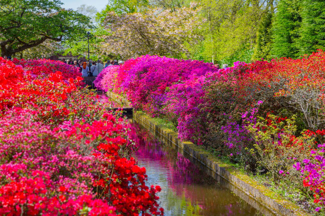 Keukenhof - heldagstur