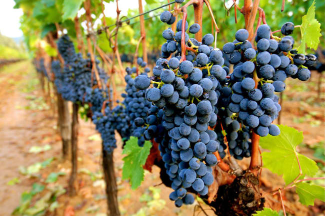 Vine fra hjertet af Chianti