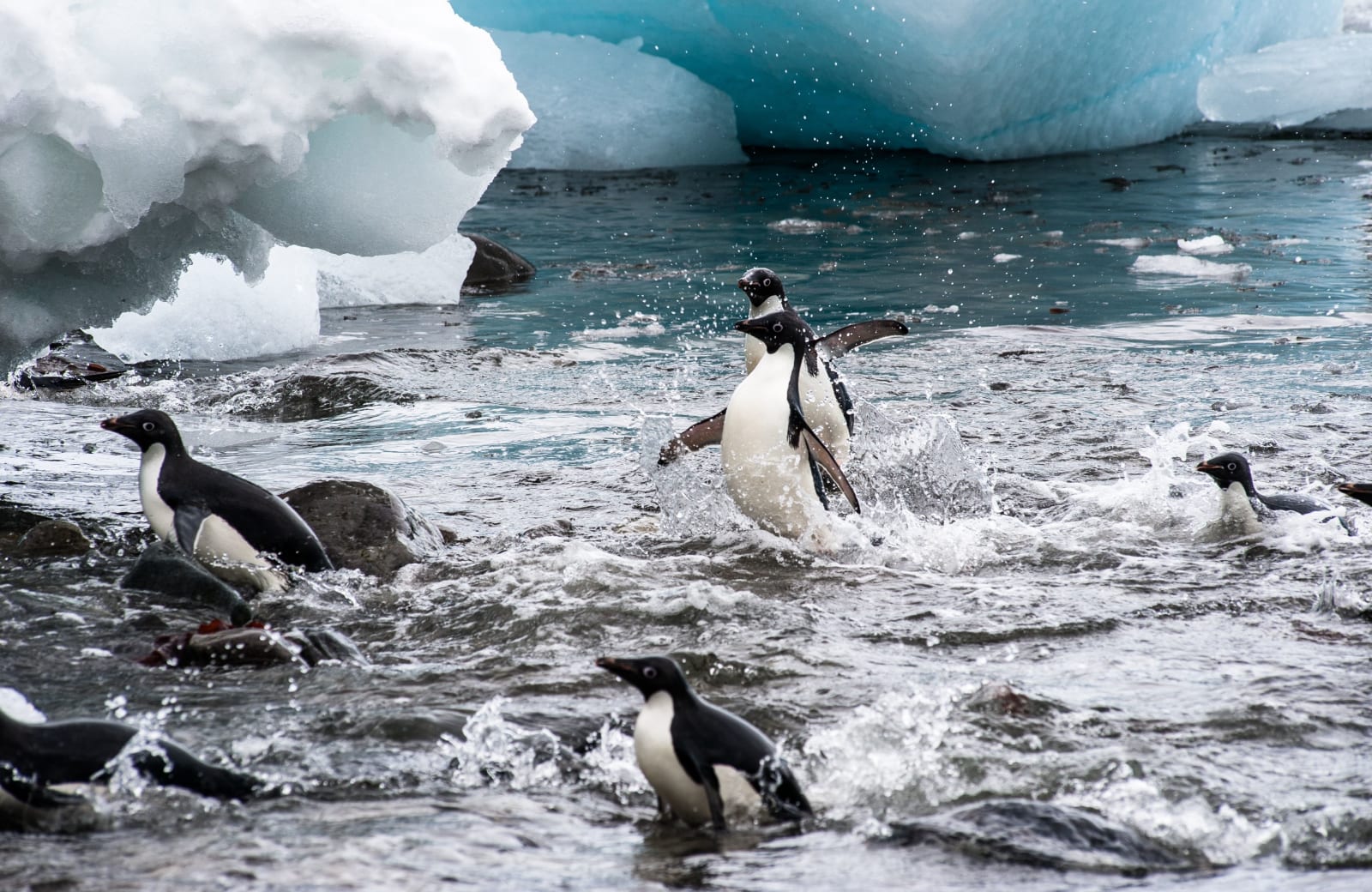 Photo of Adelie Penguins leap to land from the frozen waters of Antarctica by Jason Row on Unsplash