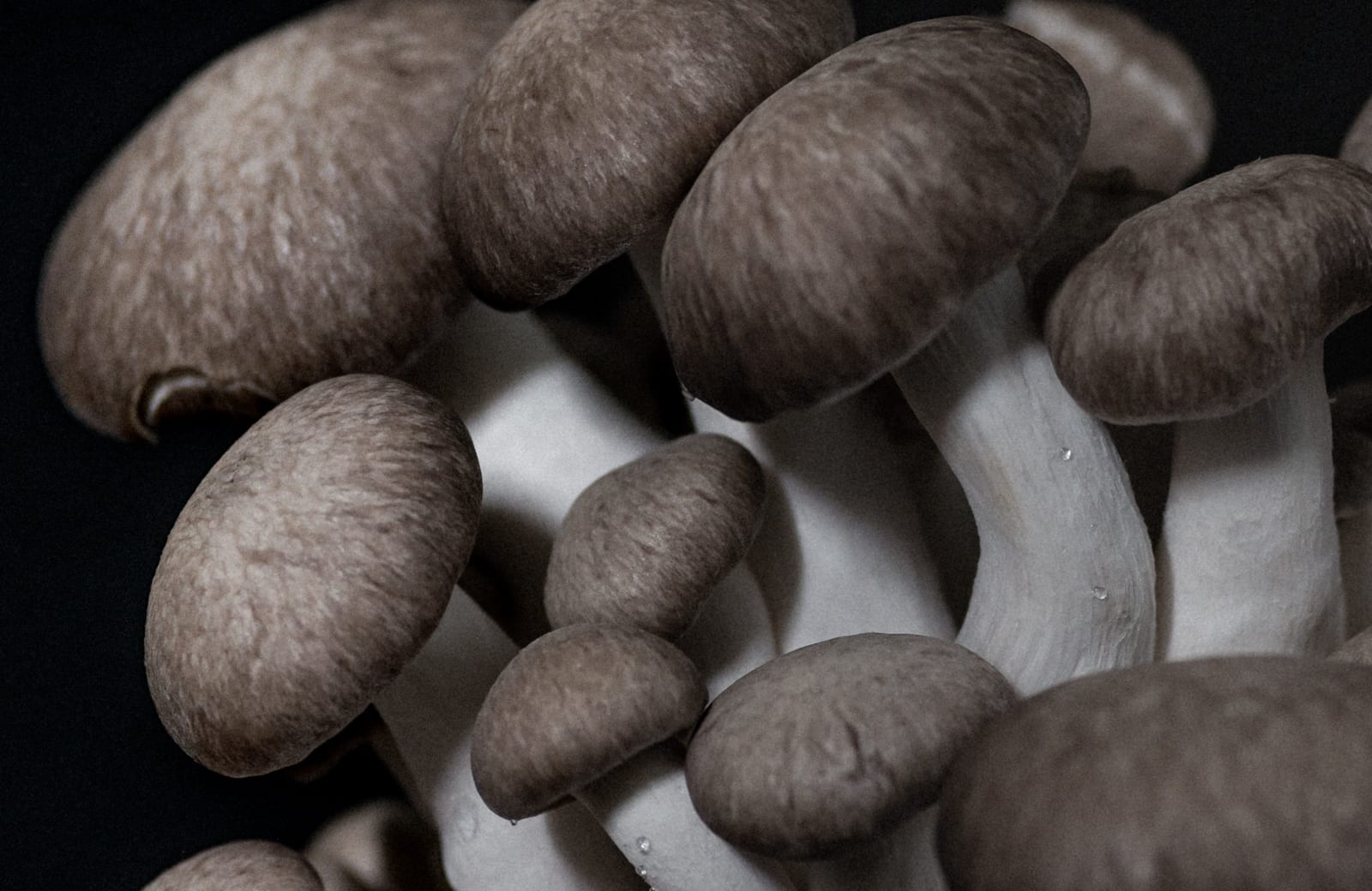 Photo of edible cultivated Queen Trumpet mushrooms by Kier in Sight on Unsplash