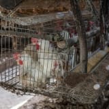 Photo of caged chickens by Jo-Anne McArthur on Unsplash