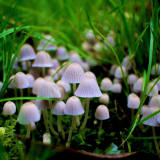 Photo of mushrooms growing in a garden by Ripley Elisabeth Brown on Unsplash