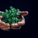 Photo of 2 hands holding a small plant by Jan Kopřiva on Unsplash