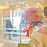 Photo of a model of a human brain by jesse orrico on Unsplash
