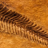 Photo of a fossil by Kvnga on Unsplash