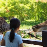 Photo of a giraffe eating a twig by Jackie Park on Unsplash