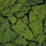 Photo of trees from an aerial view by Michael Olsen on Unsplash