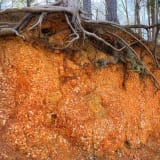 Photo of tree roots exposed by soil erosion by Jan Canty on Unsplash