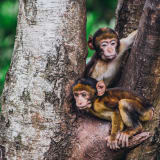 Photo of two small monkeys sitting in the fork of a tree trunk by Lewis Roberts on Unsplash