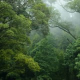 Photo of a mountain rainforest by Lingchor on Unsplash