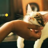 Photo of a person patting a cat by Yerlin Matu on Unsplash