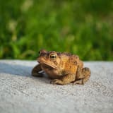 Photo of a cane toad by Byron Burns on Unsplash