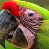 Photo of a wild green parrot by Geoffrey Baumbach on Unsplash