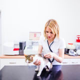 Photo of a vet holding a cat checking it with a stethoscope