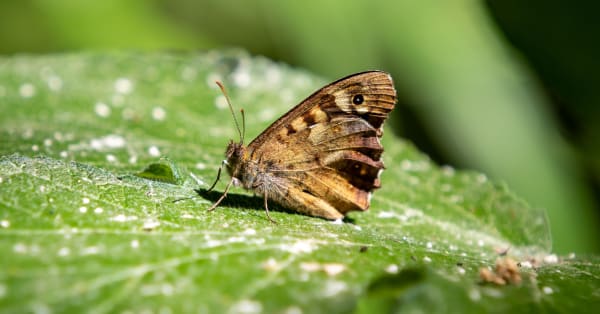 The Biggest Threats to Biodiversity and How You Can Help