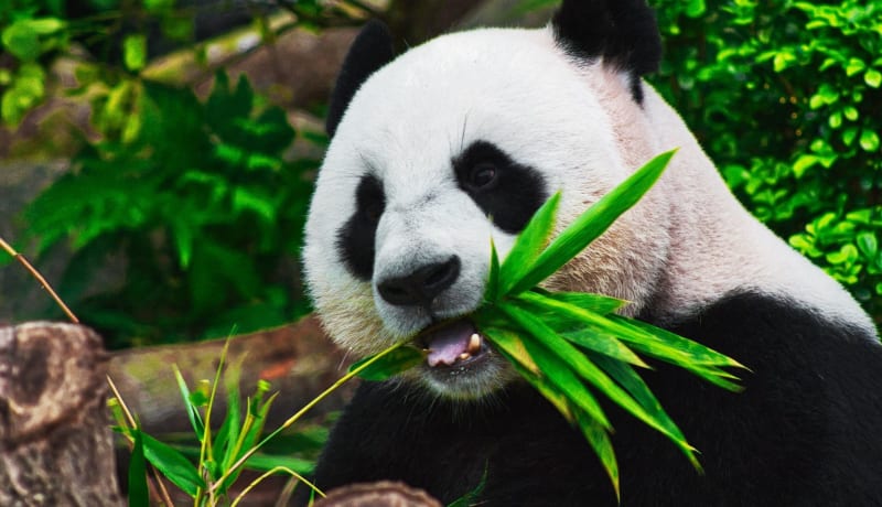 Photo of a Panda by Sid Balachandran on Unsplash